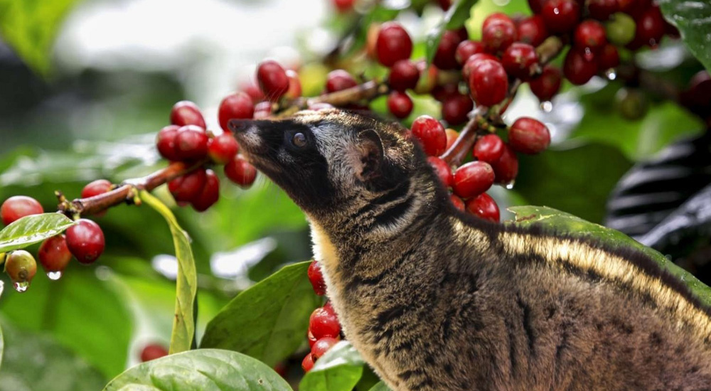 coffee-plantation
